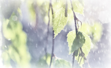 Картинка листочки рисованное природа рисунок ветви акварель лето листья