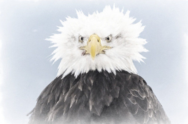 Обои картинки фото птичка, рисованное, животные,  птицы, портрет, орел, рисунок, птицы, акварель