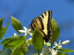 Картинка животные бабочки +мотыльки +моли бабочка