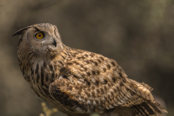 Картинка животные совы птичка