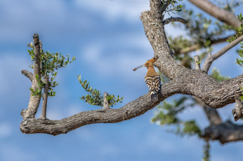 обоя животные, удоды, птичка