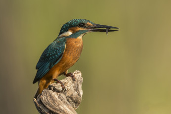 Картинка животные зимородки птичка