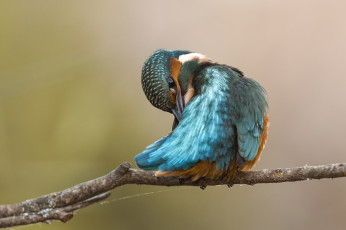 Картинка животные зимородки птичка