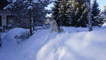 Картинка буран животные собаки хаски