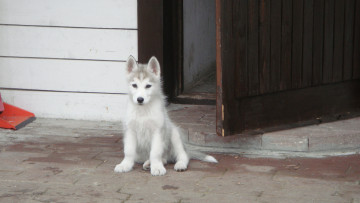 Картинка весна животные собаки хаски