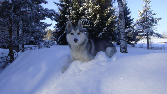 Обои картинки фото буран, животные, собаки, хаски