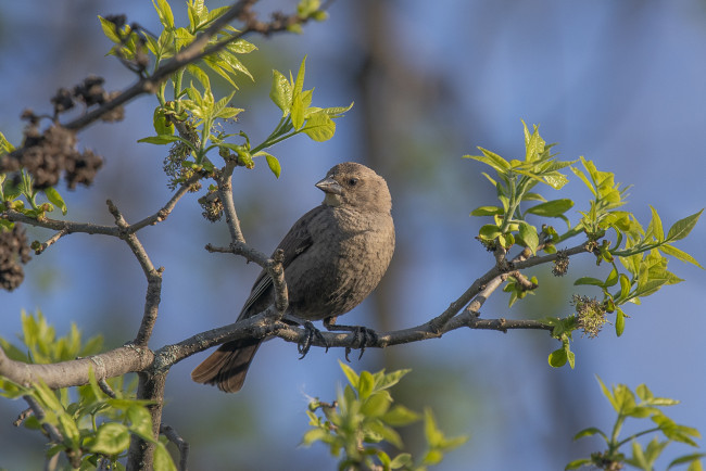 Обои картинки фото животные, птицы, дерево, буроголовый, коровий, трупиал, воловья, птица, ветка