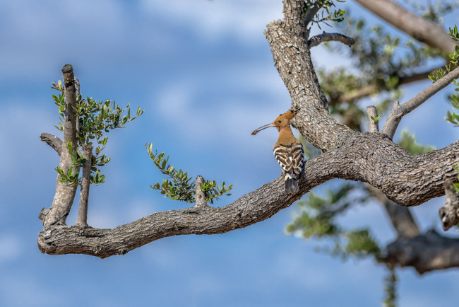 Обои картинки фото животные, удоды, птичка