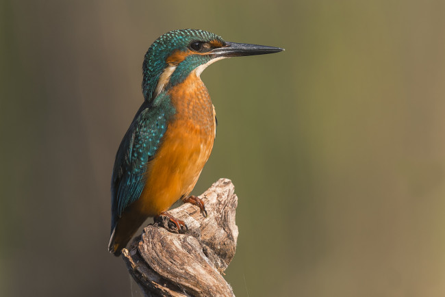 Обои картинки фото животные, зимородки, птичка