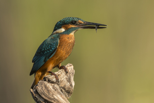 Обои картинки фото животные, зимородки, птичка