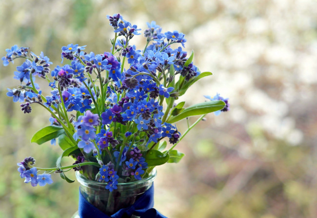 Обои картинки фото цветы, незабудки, голубой