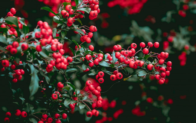 Обои картинки фото природа, ягоды, красные, куст