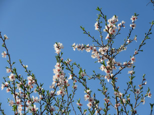 Картинка цветы цветущие+деревья+ +кустарники абрикос