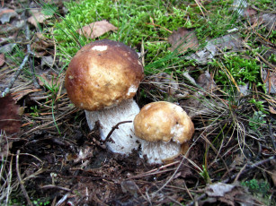 Картинка природа грибы боровики