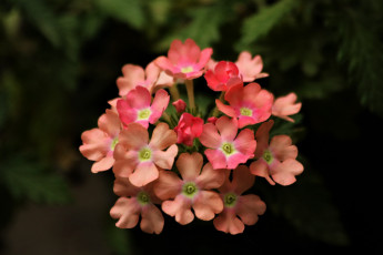 Картинка цветы вербена розовая макро