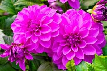 Картинка цветы георгины розовые