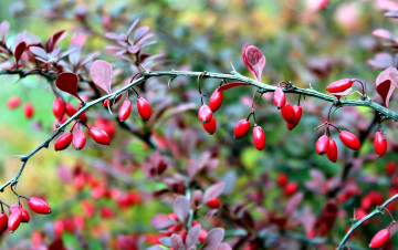 Картинка природа ягоды барбарис