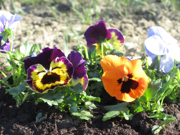 Обои картинки фото цветы, анютины глазки , садовые фиалки, анютины, глазки