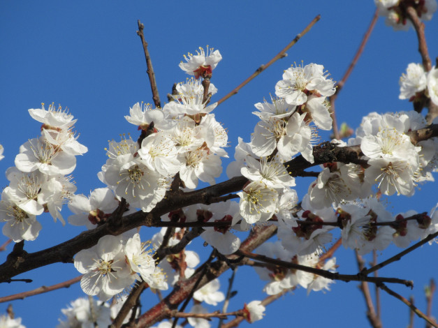 Обои картинки фото цветы, цветущие деревья ,  кустарники, абрикос