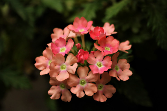 Обои картинки фото цветы, вербена, розовая, макро