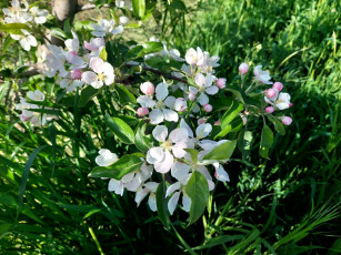 Картинка цветы цветущие+деревья+ +кустарники яблоня цветение весна 2022