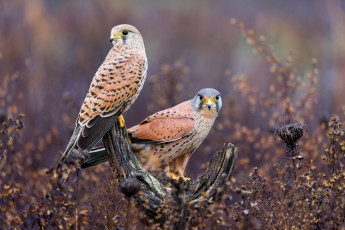 Картинка животные птицы+-+хищники взгляд птицы пень растения пара коряга сокол сук боке пустельга соколы две два сокола
