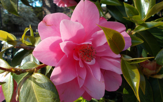 Обои картинки фото цветы, камелии, розовая, камелия, макро