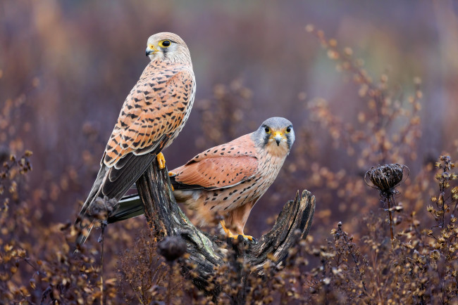 Обои картинки фото животные, птицы - хищники, взгляд, птицы, пень, растения, пара, коряга, сокол, сук, боке, пустельга, соколы, две, два, сокола