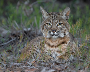 обоя животные, рыси, рысь