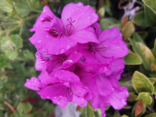 обоя цветы, герань, лиловая, капли