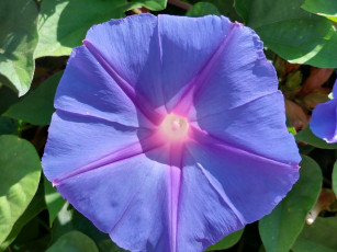 обоя цветы, вьюнки,  ипомеи, лиловая, ипомея, макро