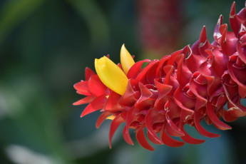 обоя spiral ginger plant, цветы, цветущие овощи,  ягоды, spiral, ginger, plant