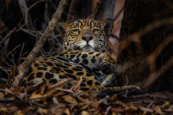 обоя животные, леопарды, леопард