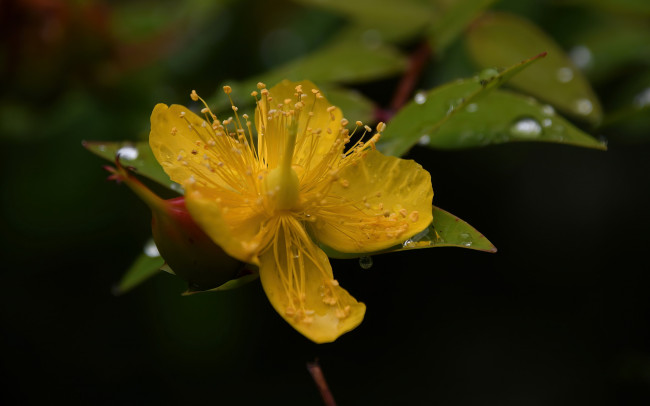 Обои картинки фото hypericum perforatum, зверобой продырявленный, цветы, hypericum, perforatum, зверобой, продырявленный