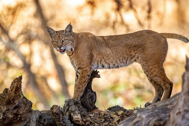 Обои картинки фото животные, рыси, рысь