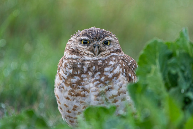 Обои картинки фото животные, совы, сова