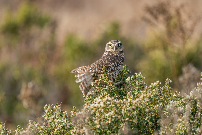 Обои картинки фото животные, совы, сова