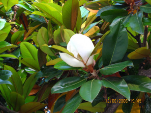 Картинка магнолия цветы магнолии