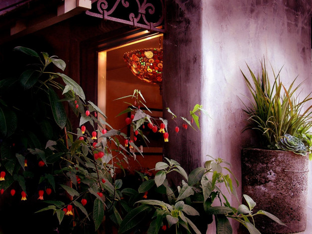 Обои картинки фото sensual, light, цветы