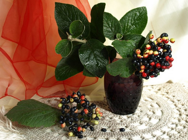 Обои картинки фото xsanf, бузина, еда, натюрморт