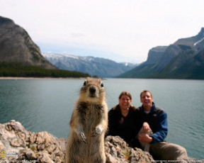 Картинка животные белки