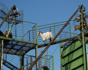 Картинка животные козы