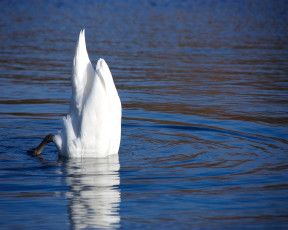 Картинка животные лебеди