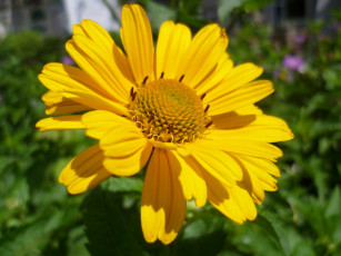 Картинка цветы