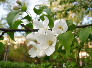 Картинка цветы цветущие деревья кустарники