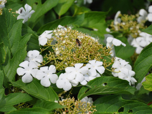 Картинка цветы цветущие деревья кустарники калина
