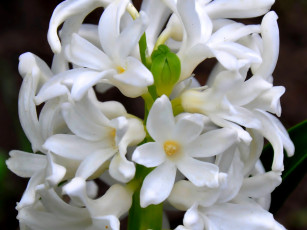 Картинка цветы гиацинты