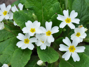 Картинка цветы примулы примула