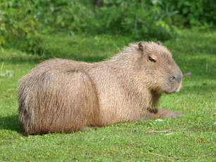 Картинка животные капибары