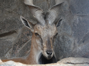 Картинка животные козы